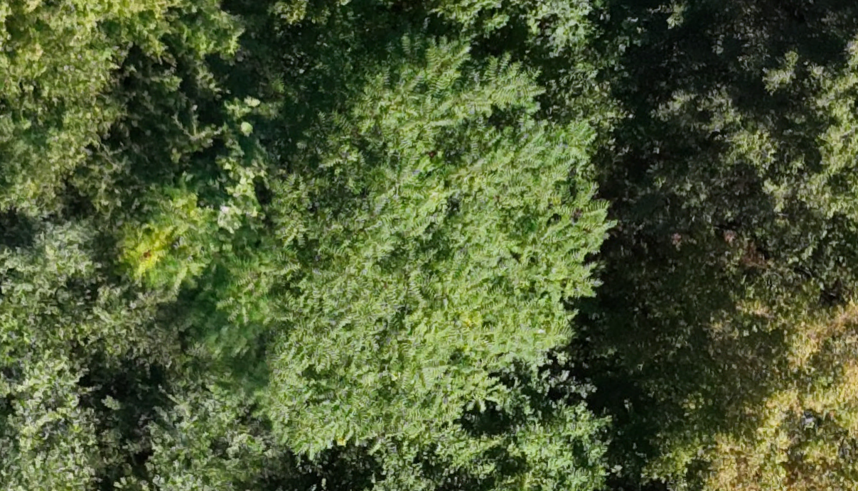 A kihívás